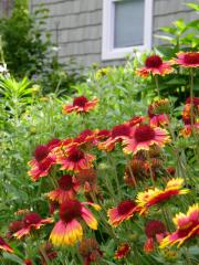 Gaillardia aristata ARIZONA SUN v zhone