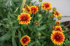 Gaillardia aristata ARIZONA SUN