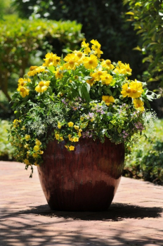 Gaillardia aristata MESSA YELLOW v ndobe