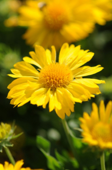 Gaillardia aristata MESSA YELLOW detail kvetov