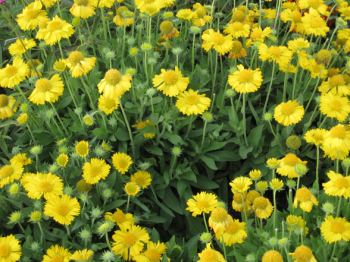 Gaillardia aristata MESSA YELLOW