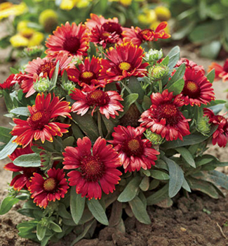 Kokarda osinat ARIZONA RED SHADES kont. 1 l