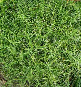 Obrzok (2)