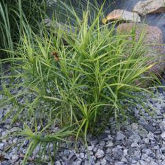 Carex muskingumensis ´LITTLE MIDGE´ kombinácia s kameňom