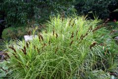 Carex muskingumensis LITTLE MIDGE obdobie kvitnutia