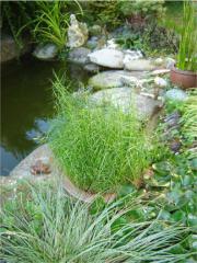Carex muskingumensis ´LITTLE MIDGE´vhodný do vlhkého prostredia