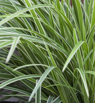 Ostice japonsk 'VARIEGATA' 30-40 cm, kont. 2 l