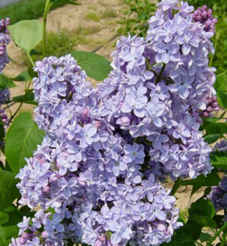ek obecn MICHEL BUCHNER 50-60 cm, kont. 4 l