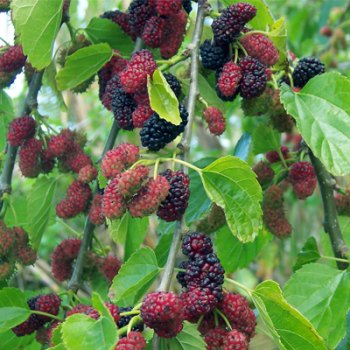 Obrzok (7)