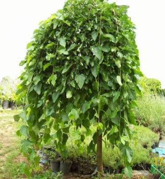 Moru�e �ern� �PENDULA� na km�nku 150 cm, kont. 12 l