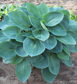 Hosta (Bohyka) BLUE VISION kont. 1 l