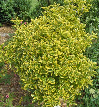 Brslen jap. MICROPHYLLUS AUREOMARGINATUS 20-30 cm, kont. 3 l