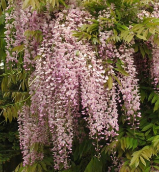 Vistrie kvtnat HONBENII 40-50 cm, kont. 2 l, vyvzan