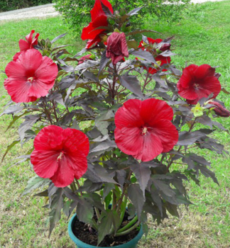 Ibi�ek bahenn� �GEANT RED� , kont. 2 l