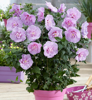 Ibiek syrsk LAVENDER CHIFFON 50-60 cm, kont. 2,5 l 