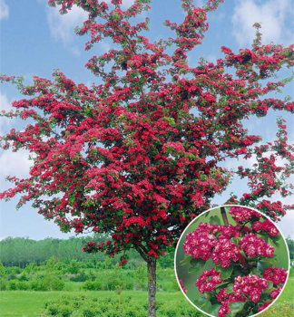 Hloch obecn PAULS SCARLET na kmnku 120 cm, kont. 10 l