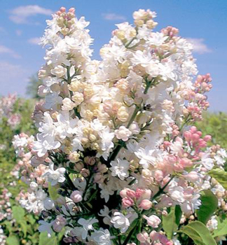 ek obecn BEAUTY OF MOSCOW 50-60 cm, kont. 5 l