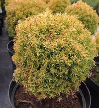Obr�zok (3)