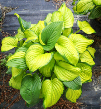 Hosta (Bohyka) STAINED GLASS kont. 0,5 l