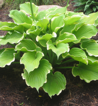 Hosta (Bohyka) WINTER SNOW kont. 0,5 l