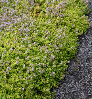 Mate�� dou�ka citronov� �GOLD LEMON�, kont. 1 l