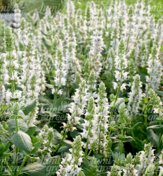 Obr�zok (7)