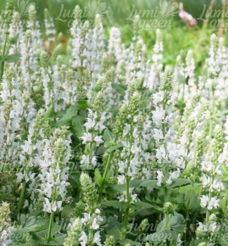 Obr�zok (9)