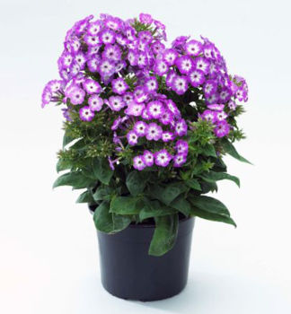 Flox latnat FLAME PURPLE EYE kont. 0,5 l 