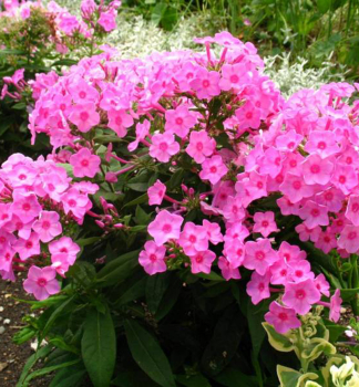 Flox latnat FLAME PINK kont. 0,5 l