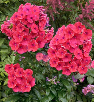 Flox latnat FLAME CORAL kont. 1 l