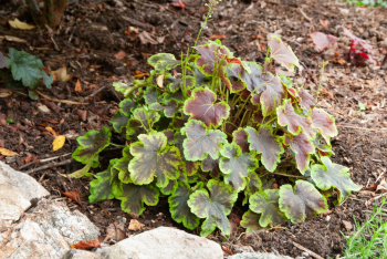 Obrzok (9)