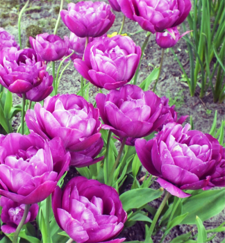 Tulipn BLUE SPECTACLE 5 ks v balen