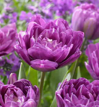 Tulip�n �BLUE SPECTACLE�, kont. 0,5 l