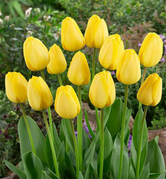 Tulipn GOLDEN PARADE 5 ks v balen