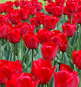Tulipn ILE DE FRANCE, 5 ks v balen
