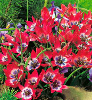 Tulipn trpasli LITTLE BEAUTY 10 ks v balen