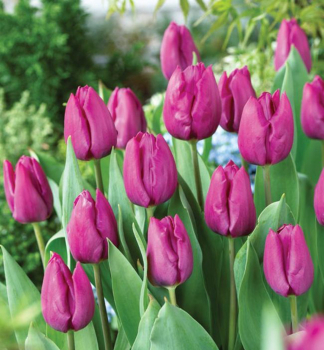 Tulipn PURPLE PRINCE 5 ks v balen