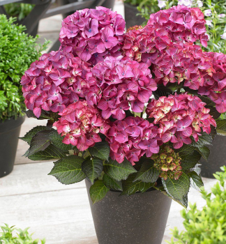 Hortenzie velkolist DARK ANGEL 30-40 cm, kont. 4 l