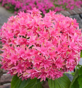 Hortenzie PRINCESS DIANA, kont. 1,4 l