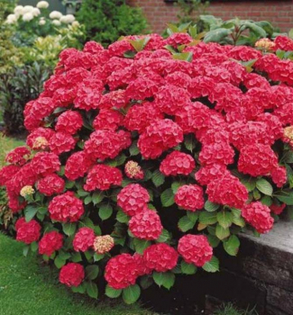 Hortenzie latnat ALPENGLHEN 30-40 cm, kont. 2,5 l