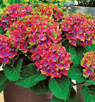 Hortenzie velkolist SCHLOSS WACKERBARTH 50-60 cm, kont. 4 l