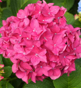 Hortenzie velkolist HAMBURG 15-20 cm, kont. 1,4 l