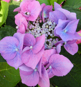 Hortenzie latnat� �TWILIGHT� 30-40 cm, kont. 1,4 l