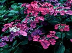 Obr�zok (4)