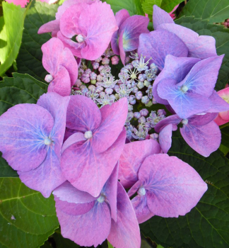 Hortenzie latnat� �TWILIGHT� 30-40 cm, kont. 1,4 l