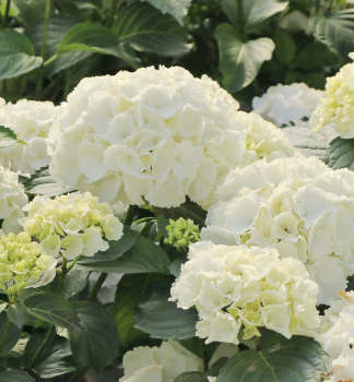 Hortenzie velkolist SNOW BALL 10-15 cm, kont. 2,5 l