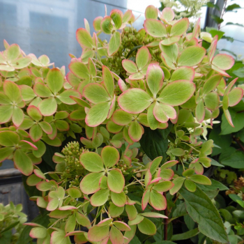 Hortenzie lantnat PASTELGREEN 15-20 cm, kont. 1,4 l