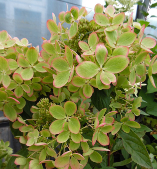 Hortenzie lantnat PASTELGREEN 30-40 cm, kont. 1,4 l
