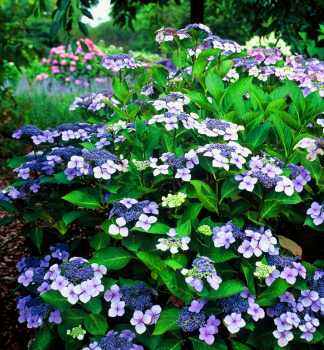 Hortenzie pilovit BLUE BIRD 20-30 cm, kont. 2,5 l