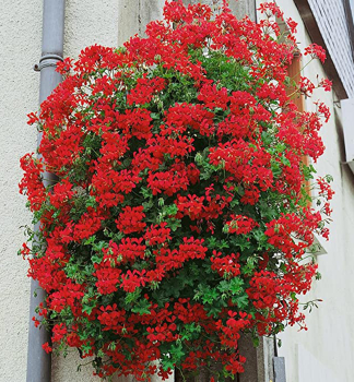 Pelargonie pevisl VILLE DE PARIS ROT, kont. 0,3 l